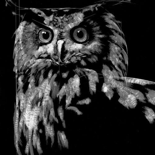 Hibou