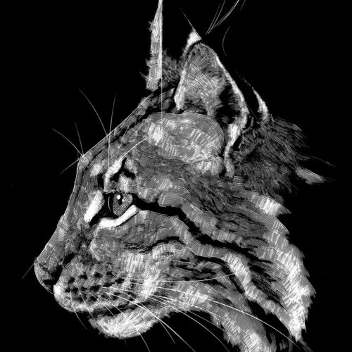 Lynx